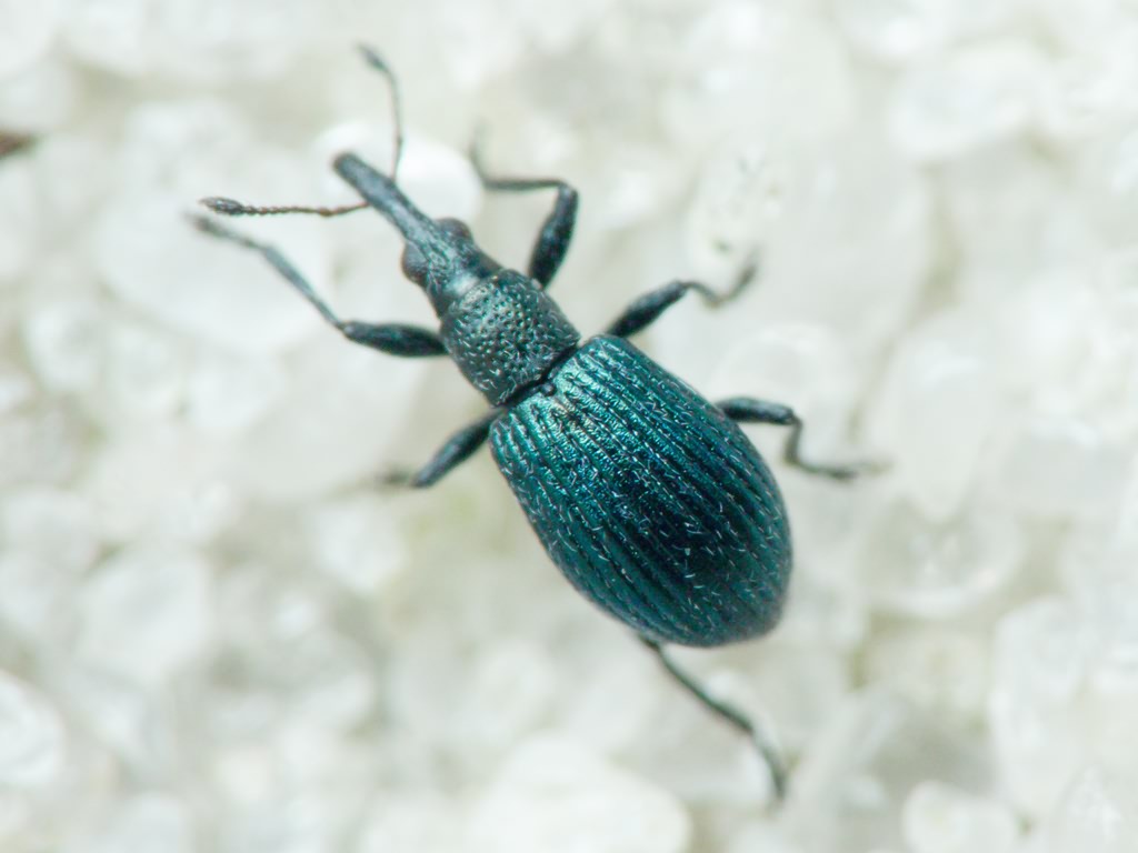 Ischnopterapion virens (Herbst, 1797)